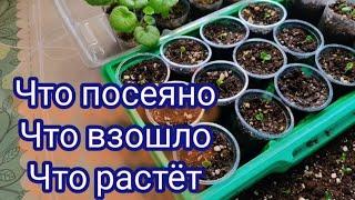 Обзор посевов. Что посеяла, что взошло и что растёт