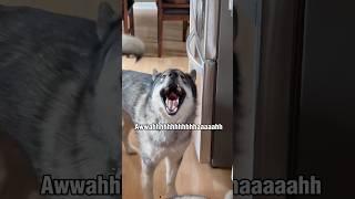 Screaming The Songs Of Their People  #shorts #shortsvideo  #siberianhusky #howlingdog #huskydog