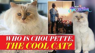 Who Is Choupette? Here's Everything You Need To Know About Karl Lagerfeld's Impossibly Chic Cat