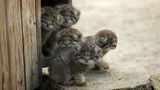 Funny Pallas's cat kitten explores the world