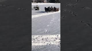 DRAFT HORSES // Horse drawn sleigh ride