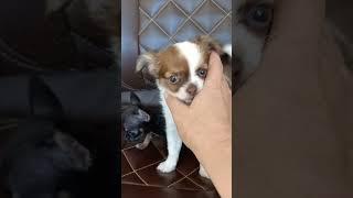 ВОТ ТАК БЫВАЕТ #puppy #chihuahua