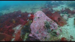 Wonderful underwater world part five- Antarctica Cudowny podwodny świat część 5 Antarktyka