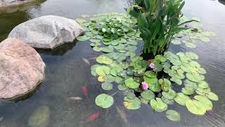 New residential complex in Zelenograd, Moscow, Russia with koi pond, playgrounds