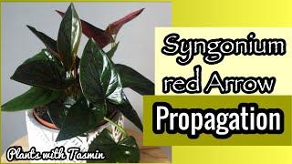 Syngonium red Arrow propagation | How to propagate Syngonium red arrow | hanging plant propagation