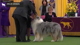 Collies Rough | Breed Judging 2020