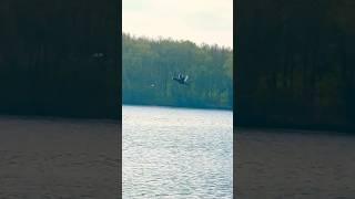 Coot In Straight Flight | Pugneys Country Park #birds #avian #nature