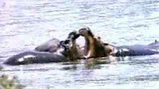 Hippos