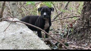 Tears of Joy - A rescue you have to see to believe by Stray Rescue of St.Louis