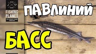 Fishing Planet прохождение | Павлиний Басс на спиннинг (8 забросов 8 рыб) | Флорида, Эверглейдс