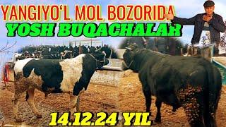 YANGIYOʻL MOL BOZORIDA YOSH BUQACHALAR SOTILADI 