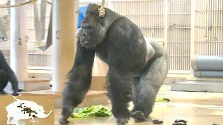 Shabani delighted with special lunch menu