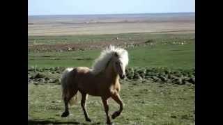 STALLION AT HJARÐARFELL MIKLAHOLTSHREPP ICELAND