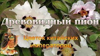 Древовидный пион - цветущий кустарник-долгожитель для сада. Посадка, уход, обрезка, болезни.