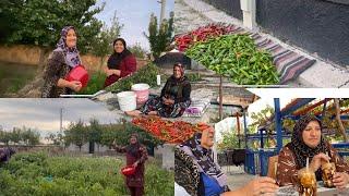 ANAMIN BABACANIMIN DUASINI ALDIK ⁉️CANSU İLKAY HATİCE YENGEM BİBER ️ TOPLADI SALCALIK BIBERLERIM