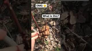 Exotic plant| Strange plant|#shorts #youtubeshorts #omg