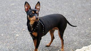 Prague Ratter Dog Breed: Pros & Cons