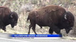 Second bison goring this year in Yellowstone stresses visitor caution