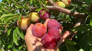 Beauty Plum Taste Test, Sweet and Juicy