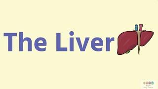 The Liver-Leaving Cert Biology Digestion -Biology Bugbears Leaving Cert Biology 2025