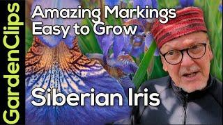 Siberian Iris - Iris sibirica - How to grow Siberian Iris - Easy and Care Free Flowering Perennial
