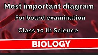 Class 10 th Most important diagram for biology | Science #biology #class10 #diagram #viralvideo #exa