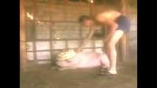 Катание на поросёнке. Урок верховой езды. Riding on a pigling.