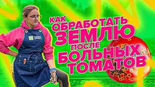 КАК ОЧИСТИТЬ ЗЕМЛЮ ПОСЛЕ ФИТОФТОРЫ БЕЗОПАСНО И БЕСПЛАТНО?!