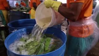 Aloe Vera Plantation Tour  Forever Living