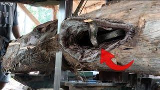 The world's number one killer!! Sawing hollow teak wood black king cobra snake nest | Sawmills