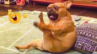 When God Sends You Funny Dogs And Cats Funniest Pets Compilation That Will Make You Laugh Until