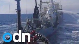 Sea Shepherd primed for more Japanese whaling fleet battles during Operation Icefish