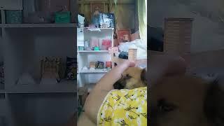 My dog likes to lick  #video #tiktok #viral #trending #fypシ #trend #shortvideo #ytshorts #like #fyp