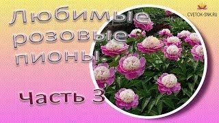 Любимые розовые пионы. Часть 3 / Сад Ворошиловой