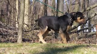 Exotic Boerboels Is All About Quality!