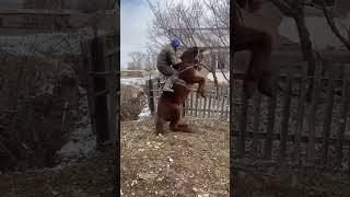  #horse #лошади #кони #лошадь #лайк #rek #лайки #подписка