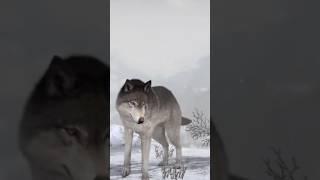 #types#of #wolf #and#his#power #op #animals #wildlife #