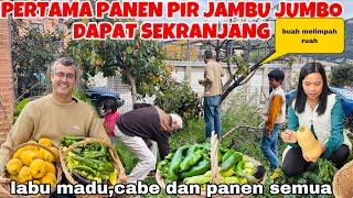 PANEN PIR JAMBU JUMBO,LABU MADU DAN SEMUA DI KEBUN SENDIRI DAPAT BERKILO2!!BAGI2 BUAT TETANGGA