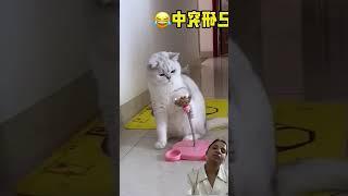 #pets #facts #animals #funny #video #youtubeshorts #shortsfeed #trending #excavator #cat#viralvideo