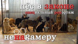 Пёс в законе. Специальный репортаж о проблеме бездомных собак в городе