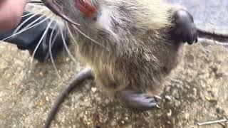 Meet the luckiest nutria rat in all of Louisiana