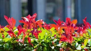 A focus on Photinia hedging: All you need to know about Photinia x fraseri 'Red Robin'