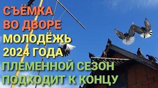 Племенной сезон подходит к концу. Голубята 2024 года. Съёмка вечером во дворе. Pigeons. الحمام. 鸽子.