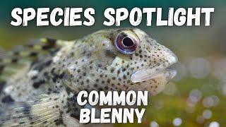 Species Spotlight - Common Blenny