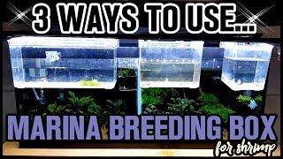 AMAZING MUST HAVE TOOL FOR SHRIMP KEEPERS! MARINA BREEDING BOX