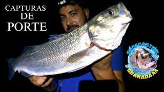 GRAN JORNADA,BUENAS CAPTURAS DE PORTE EN ZONA MIXTA... SURFCASTING GRANADA