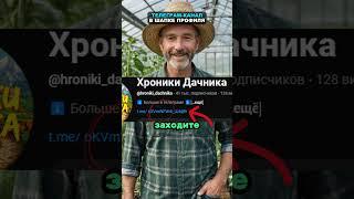 Мощное средство против мучнистой росы #огород #сад #дача
