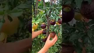 Mangosteen pomegranate tree #shorts#trees...@all nature fruits vegetables and flowers