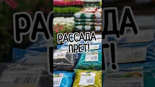  НИКОГДА не покупайте грунт, пока не узнаете ЭТО! #рассада #грунтдлярассады #рассадаперца