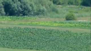 Conservarea acvilei tipatoare mici in Romania.flv